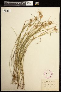 Juncus nodosus image