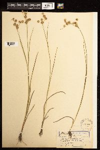 Juncus nodosus image
