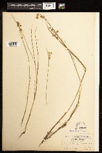 Juncus nodosus image
