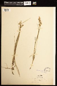 Juncus nodosus image