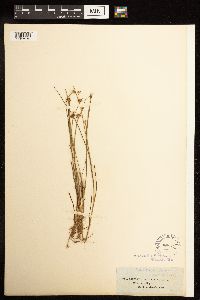 Juncus nodosus image