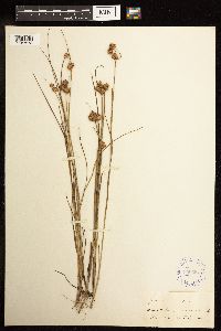 Juncus nodosus image