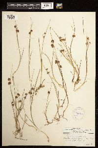 Juncus nodosus image