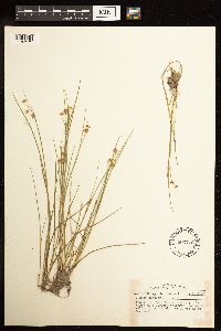 Juncus nodosus image