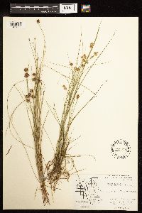 Juncus nodosus image