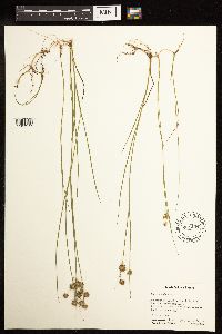 Juncus nodosus image