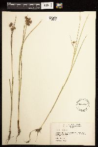 Juncus nodosus image