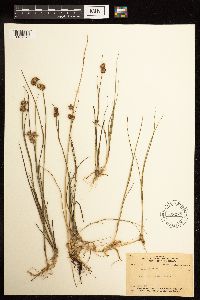 Juncus nodosus image