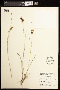 Juncus nodosus image