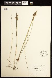 Juncus nodosus image