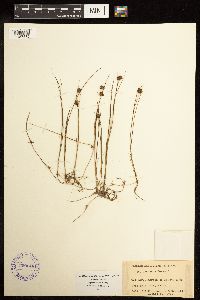 Juncus nodosus image