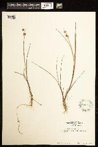 Juncus nodosus image