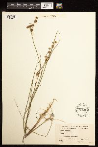 Juncus nodosus image