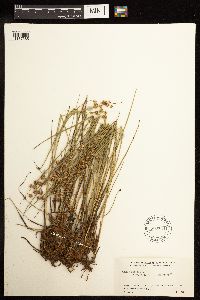 Juncus nodosus image