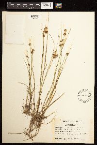 Juncus nodosus image