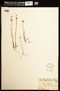 Juncus nodosus image