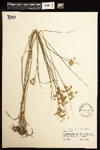 Juncus nodosus image