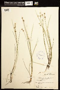 Juncus nodosus image