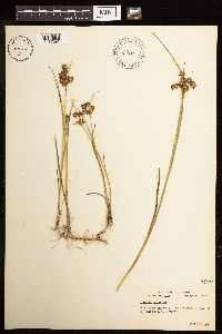 Juncus nodosus image
