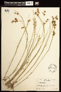 Juncus nodosus image