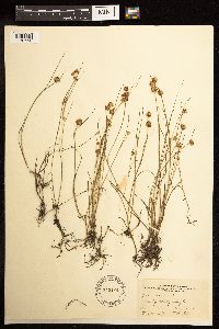 Juncus nodosus image