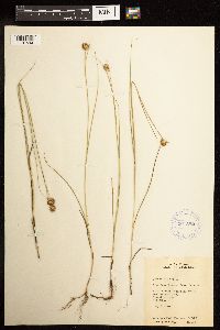 Juncus nodosus image