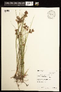 Juncus nodosus image