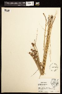 Juncus nodosus image