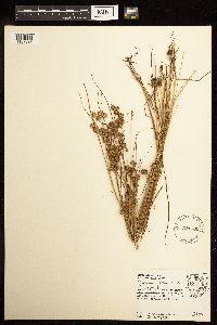 Juncus nodosus image