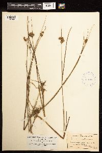 Juncus nodosus image