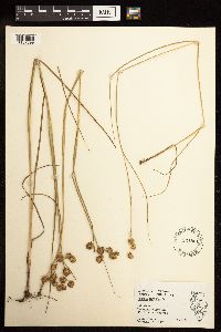 Juncus nodosus image