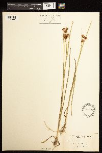 Juncus nodosus image