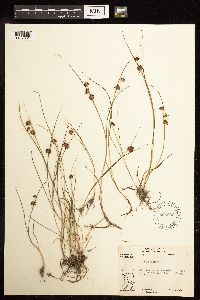 Juncus nodosus image