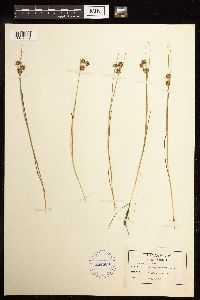 Juncus nodosus image