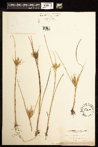 Juncus nodosus image