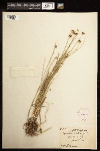 Juncus nodosus image