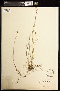 Juncus nodosus image