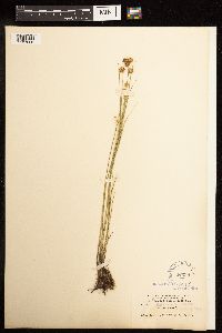Juncus nodosus image