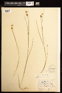 Juncus nodosus image