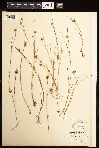 Juncus nodosus image