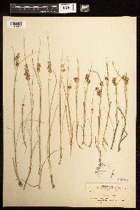Juncus nodosus image