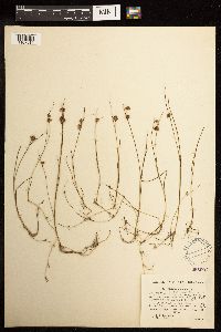 Juncus nodosus image