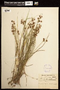 Juncus nodosus image