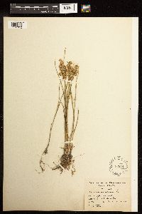 Juncus nodosus image