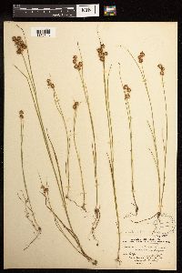 Juncus nodosus image