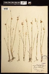 Juncus nodosus image