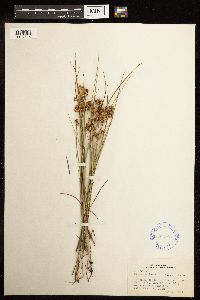 Juncus nodosus image