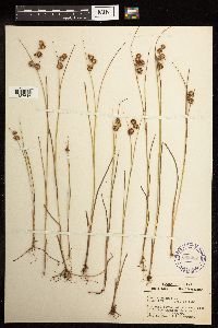 Juncus nodosus image