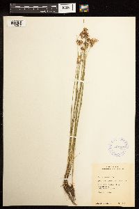 Juncus nodosus image