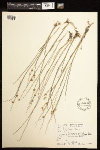 Juncus nodosus image